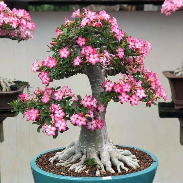 🎁Lukovice pustinjske ruže🌵Vrlo jednostavne za njegu! 🌸Lukovice Adenium Obesum-HR