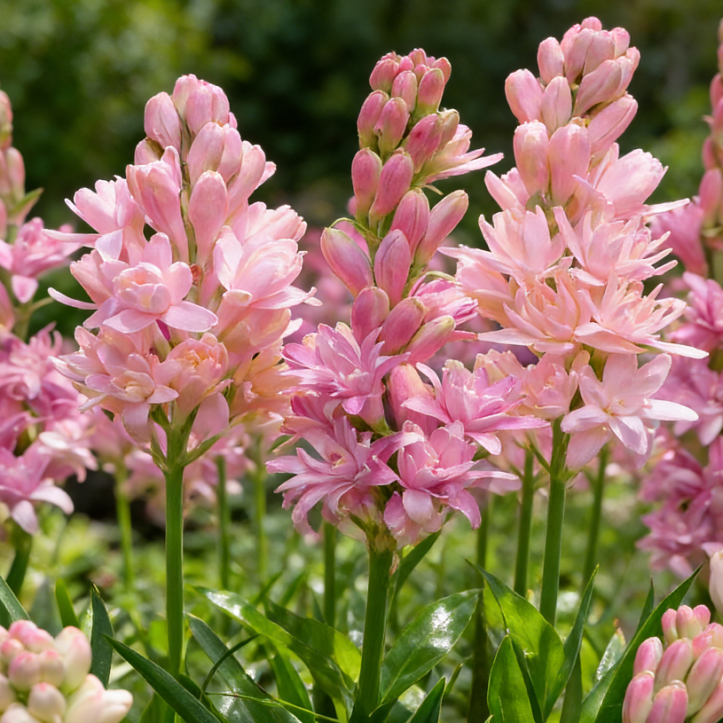 Bulbos de nardo de doble aroma – Moon Garden Flower-ES