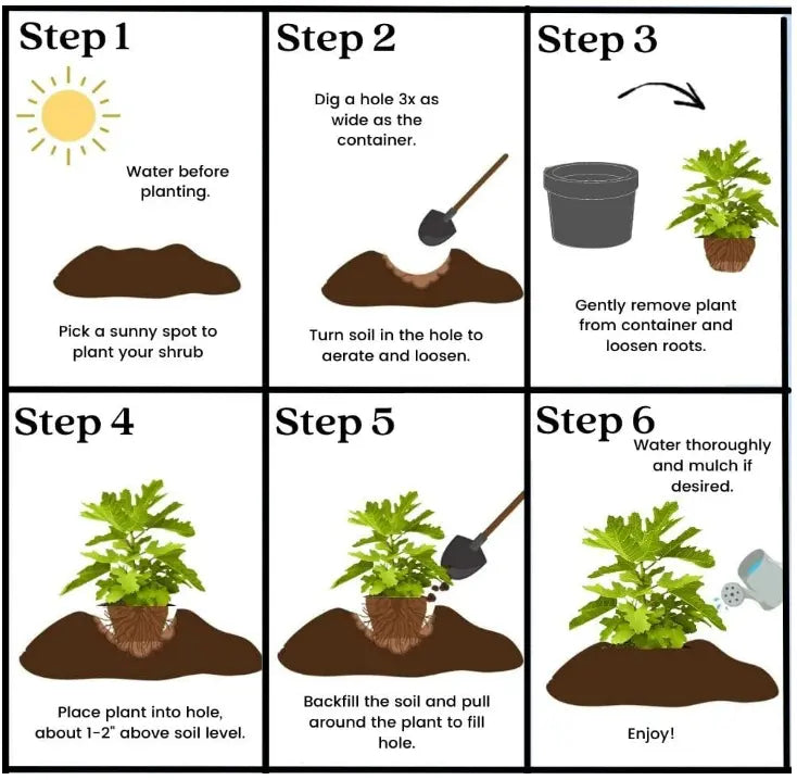 🌱Trajna češnja🌱Enostavna za sajenje in popolna za vsak prostor! | ZADNJI DAN PROMOCIJE - 25% POPUST🔥--SI