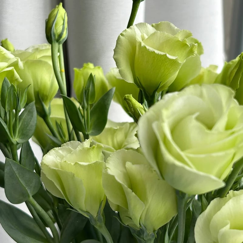 🔥Posljednji dan prodaje💝Eustoma Thornless Rose💐Sjemenke Lisianthusa-HR
