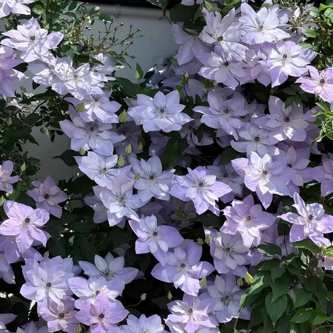 Clematis sėklos – vynmedžių karalienė-LT