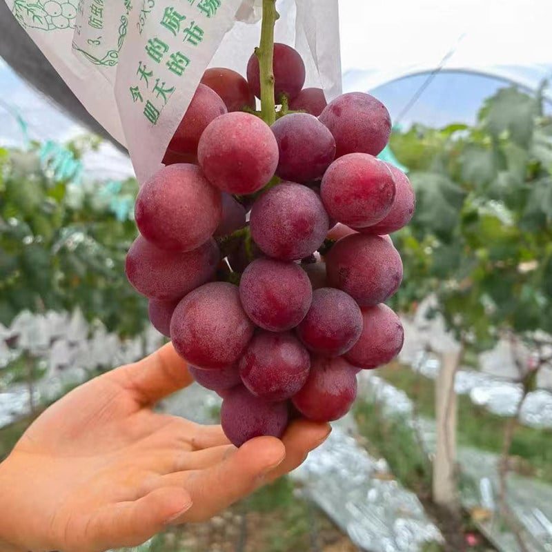 Nueva variedad limitada: semillas de uva Queen Nina para cosechas dulces y jugosas en el jardín 🍇-ES