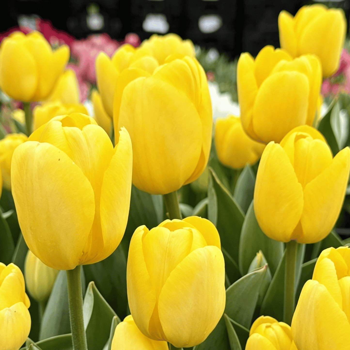 🌷Rijetko sjeme tulipana – šareni proljetni cvjetovi za lonce, obrube i vrtove-HR