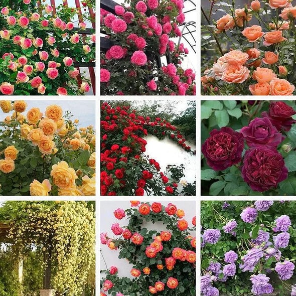🌺 Roniroosi seemned-EE