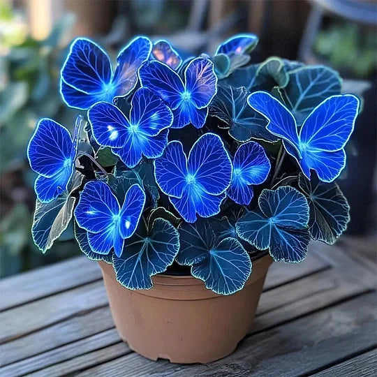 💥 Nove begonije 🦋 Semena metuljaste begonije 🌱 Bonsaj, kot ga še niste videli-SI