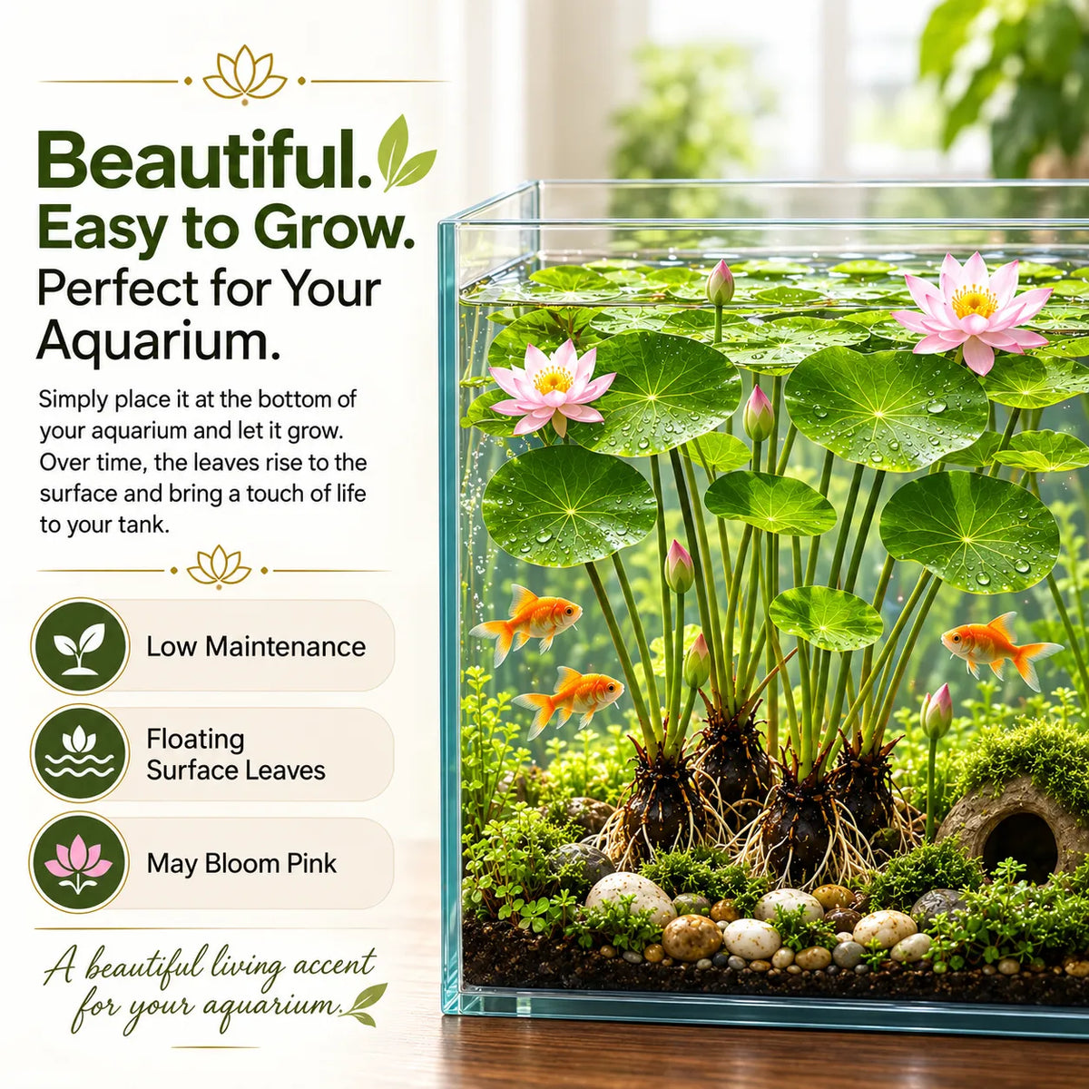🐟Raíces de loto rojo hidropónico🌿 Convierte tu acuario en un jardín vivo-ES