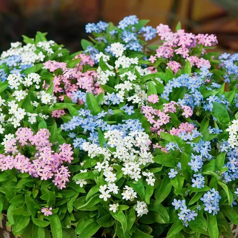 Sjeme zaboravnika Blue Memory – Cvijeće za seoski vrt provjerene kvalitete 🌿💙-HR