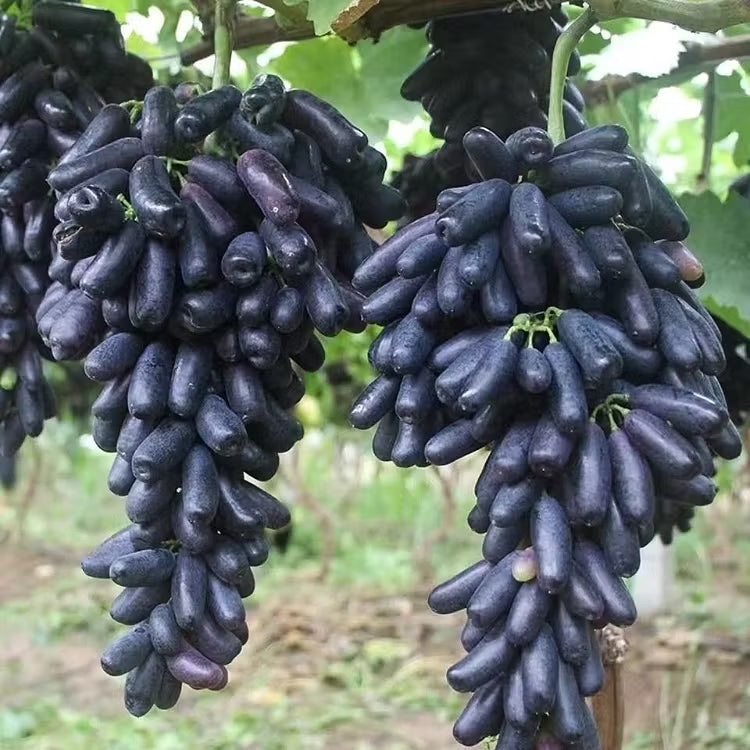 🔥 POSLEDNÝ DEŇ AKCIA 30% ZĽAVA 💜 Sladké zafírové hrozno (vzácne odrody hrozna) 🍇-SK