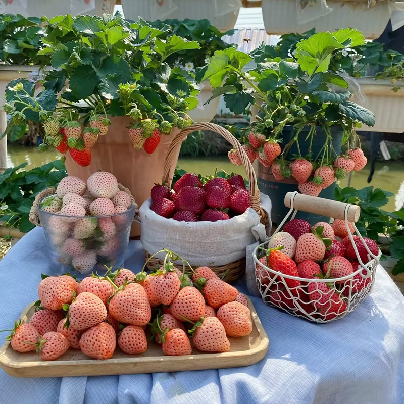 Sladké jahodové semienka s krémom z krajiny snov🍓-SK
