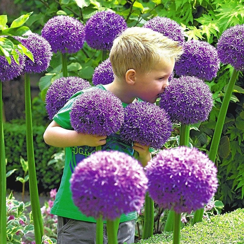 Okrasni cvet čebule (Allium Giganteum)-SI