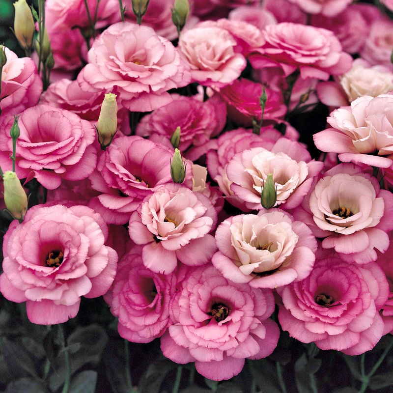 🔥Posljednji dan prodaje💝Eustoma Thornless Rose💐Sjemenke Lisianthusa-HR