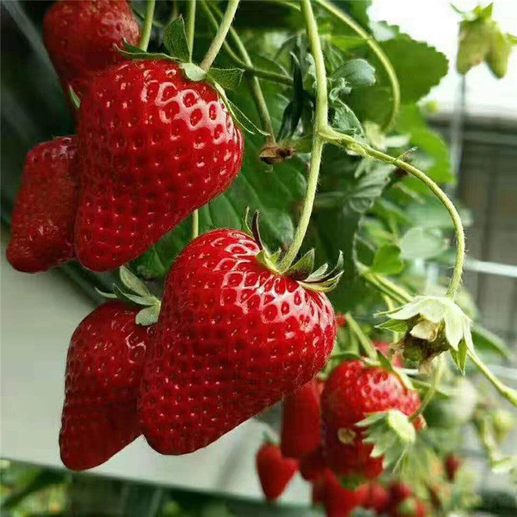 Semillas de fresa que producen todo el año-ES