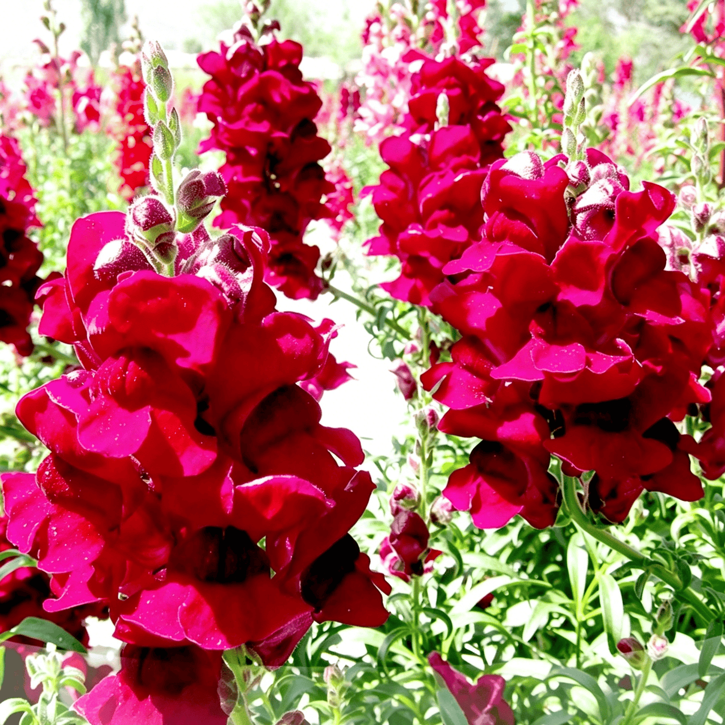 „Royal Garden Snapdragon“ sėklos – sodininkų pasirinkimas, norintiems aukštų, spalvingų skintų gėlių 🌸-LT