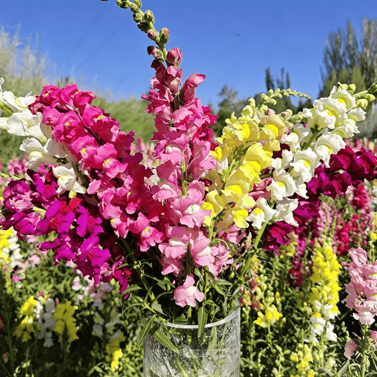 „Royal Garden Snapdragon“ sėklos – sodininkų pasirinkimas, norintiems aukštų, spalvingų skintų gėlių 🌸-LT