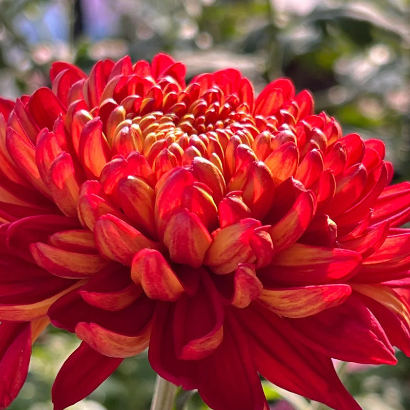 🌺Άνθος Κομψότητας🌼Σπόροι Γιγάντιου Χρυσάνθεμου-GR