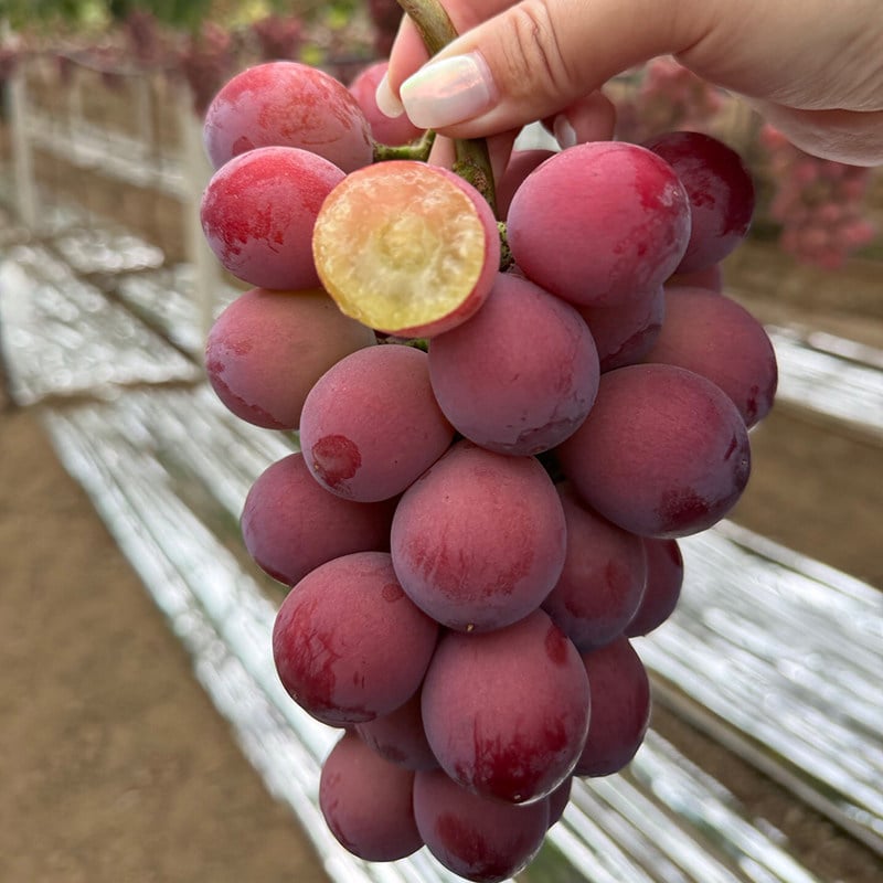 Nueva variedad limitada: semillas de uva Queen Nina para cosechas dulces y jugosas en el jardín 🍇-ES