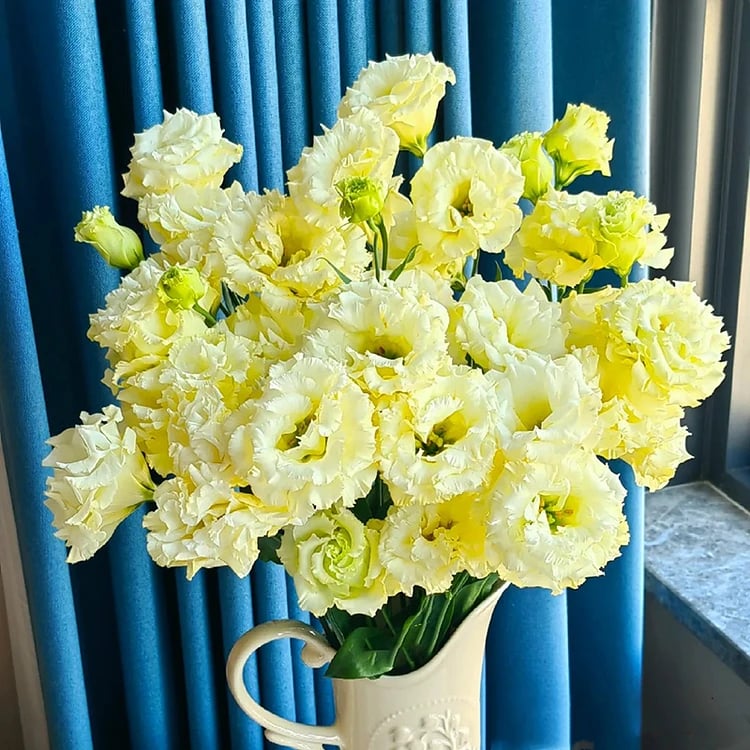 🔥Posljednji dan prodaje💝Eustoma Thornless Rose💐Sjemenke Lisianthusa-HR