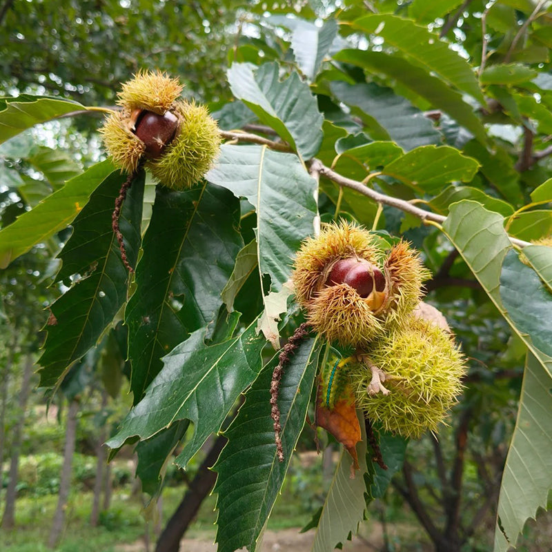Semillas de castaño de Indias enano: frutos secos dulces y aromáticos-ES