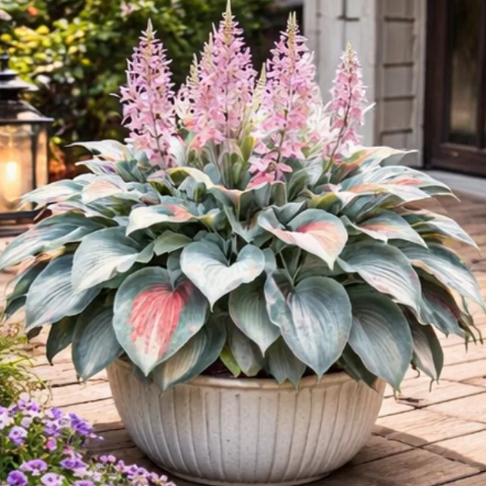🌈 Βολβοί Hosta 🌿 Πολύχρωμοι, εύκολοι στην καλλιέργεια, θα φωτίσουν κάθε χώρο 🪴-GR