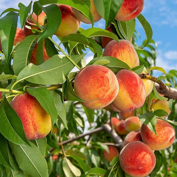 🍑Zelo sladka in sočna breskova semena-SI