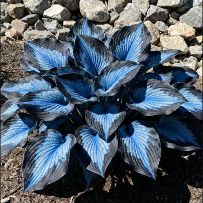 💥Oferta especial 2025 🌌Semillas de Hosta Midnight Purple Heart, una planta perenne que ama la sombra para el jardín-ES