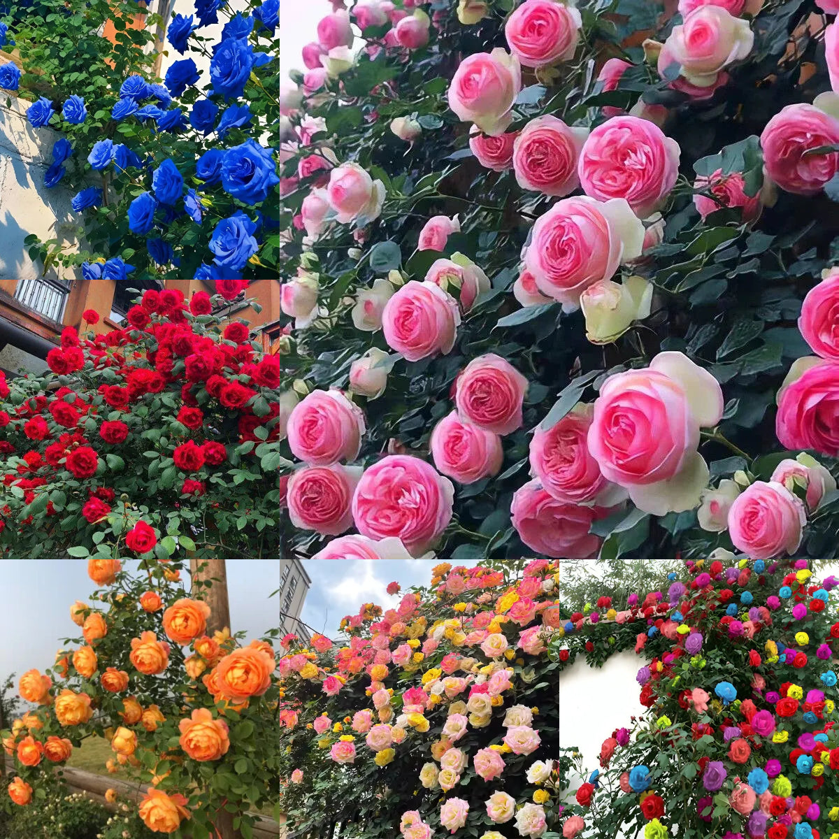 Semena vzpenjajoče se vrtnice🌹-SI