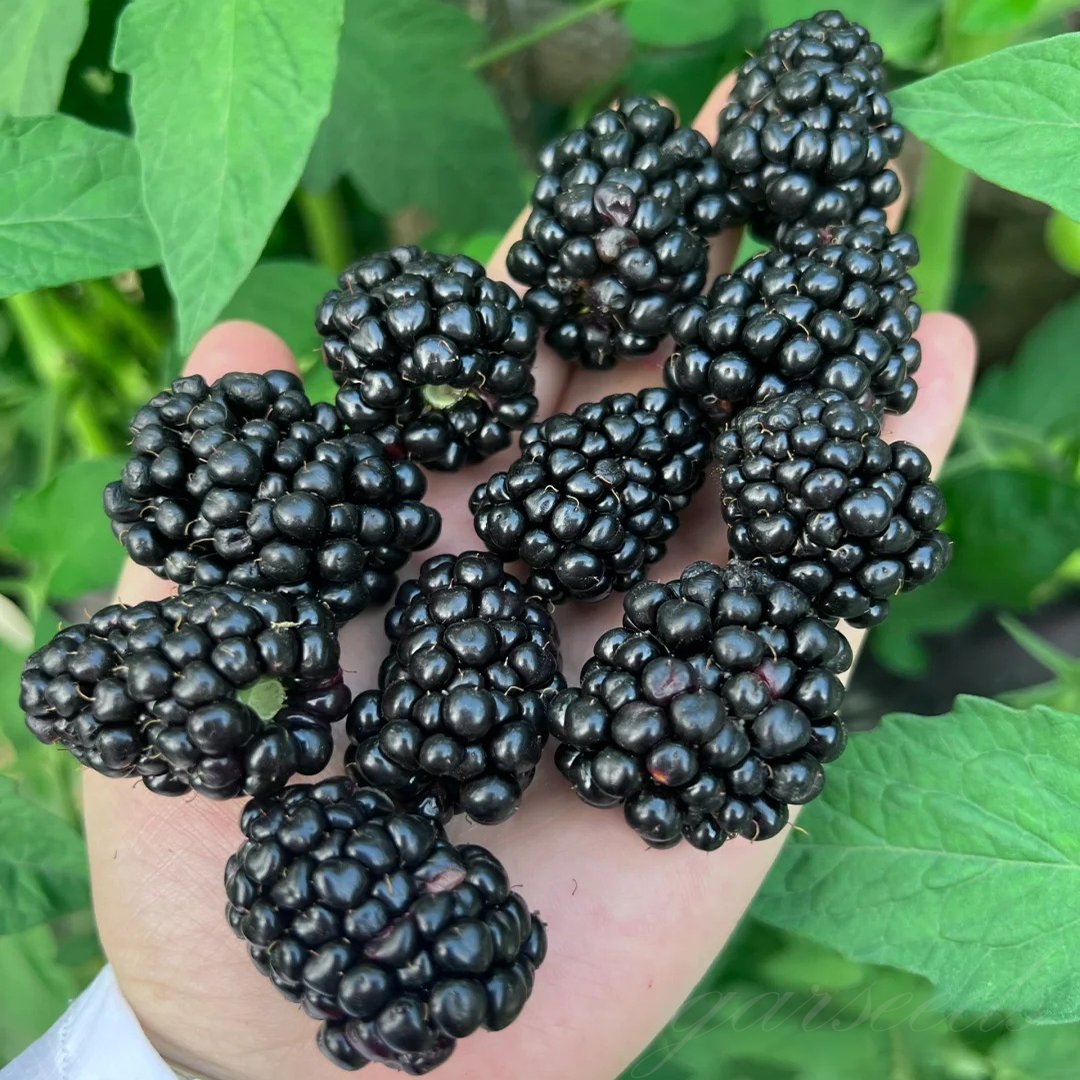 🍇🌿 Semená moruše – jednoduché pestovanie doma 🌱 Predaných už viac ako 10 000 balení semien🏆🏆-SK🏆