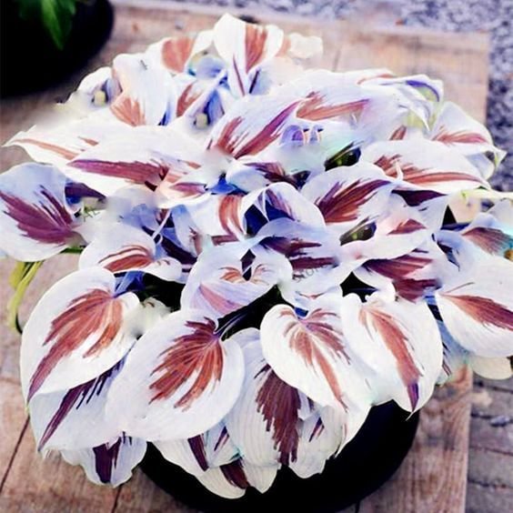 Semillas raras de hosta multicolor-ES