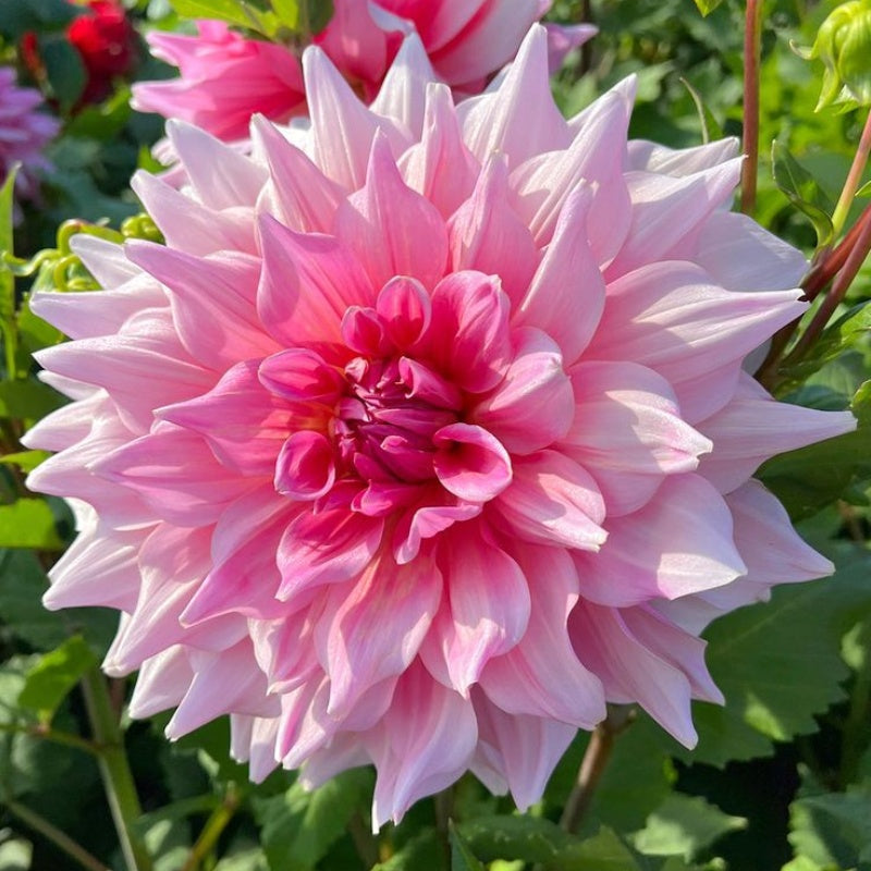 🌸Vzácne dvojité georgíny – jedinečné kvety, ktoré sa v bežných záhradách nikdy nenachádzajú-SK