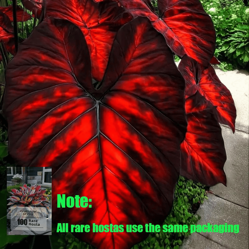 🌿 Σπάνιοι βολβοί Hosta🎁 Ειδική προσφορά 2025-GR