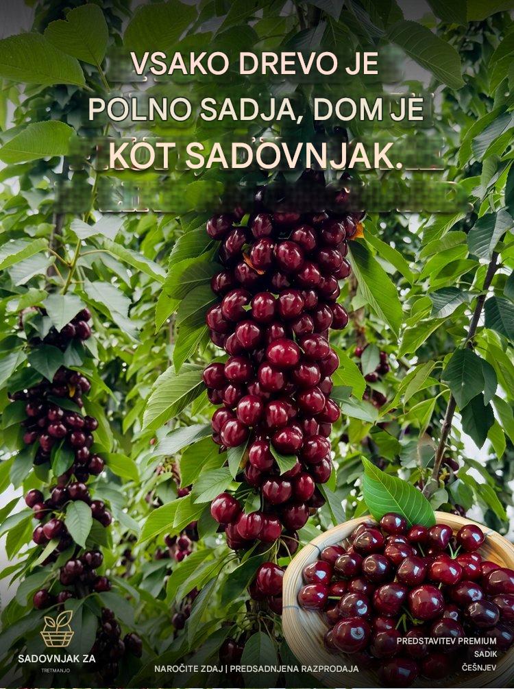 【Sveže obrane】sadenke pritlikavih češenj-SI