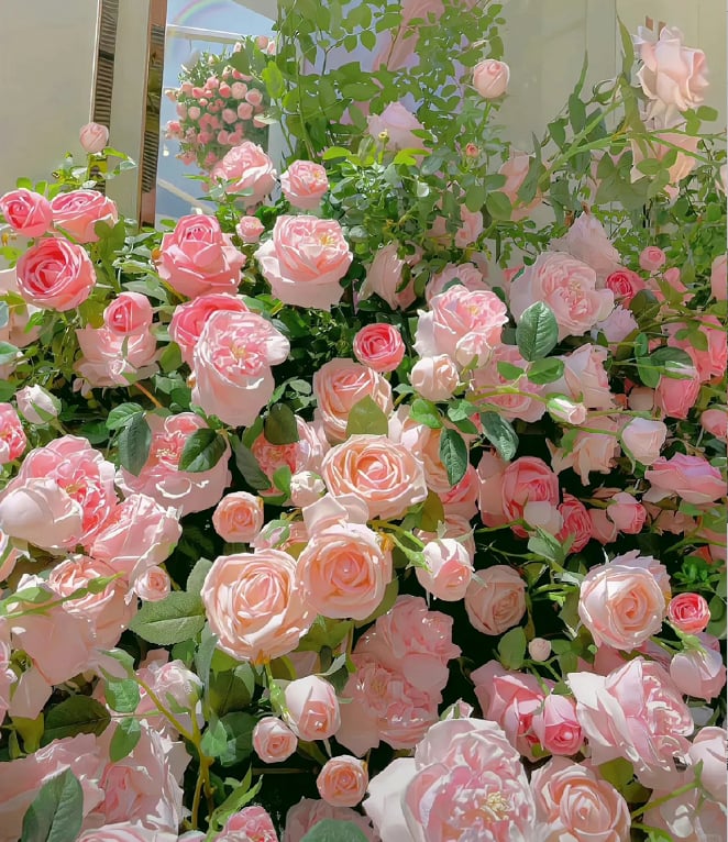 🌈 Aukščiausios kokybės vijoklinės rožės 🌹 Greitai augančios, lengvai prižiūrimos ir labai kvapnios ✨ Puikiai tinka bet kokiam sodui-LT