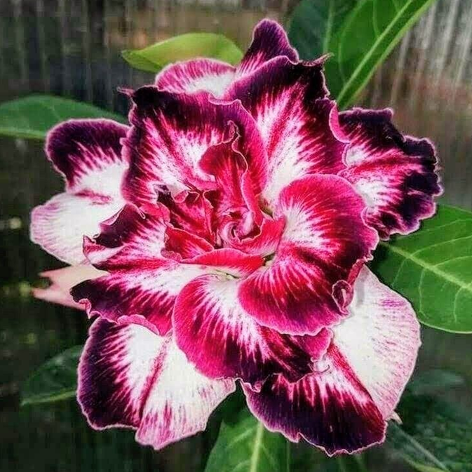 🎁Lukovice pustinjske ruže🌵Vrlo jednostavne za njegu! 🌸Lukovice Adenium Obesum-HR