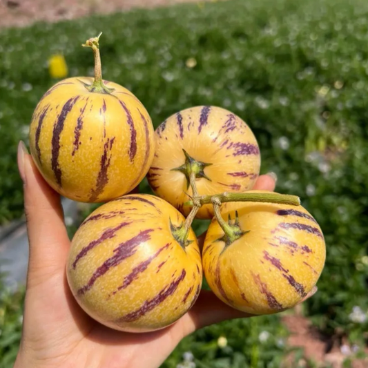 Semillas de melón y pepino de fruta de ginseng-Solanum Muricatum-ES