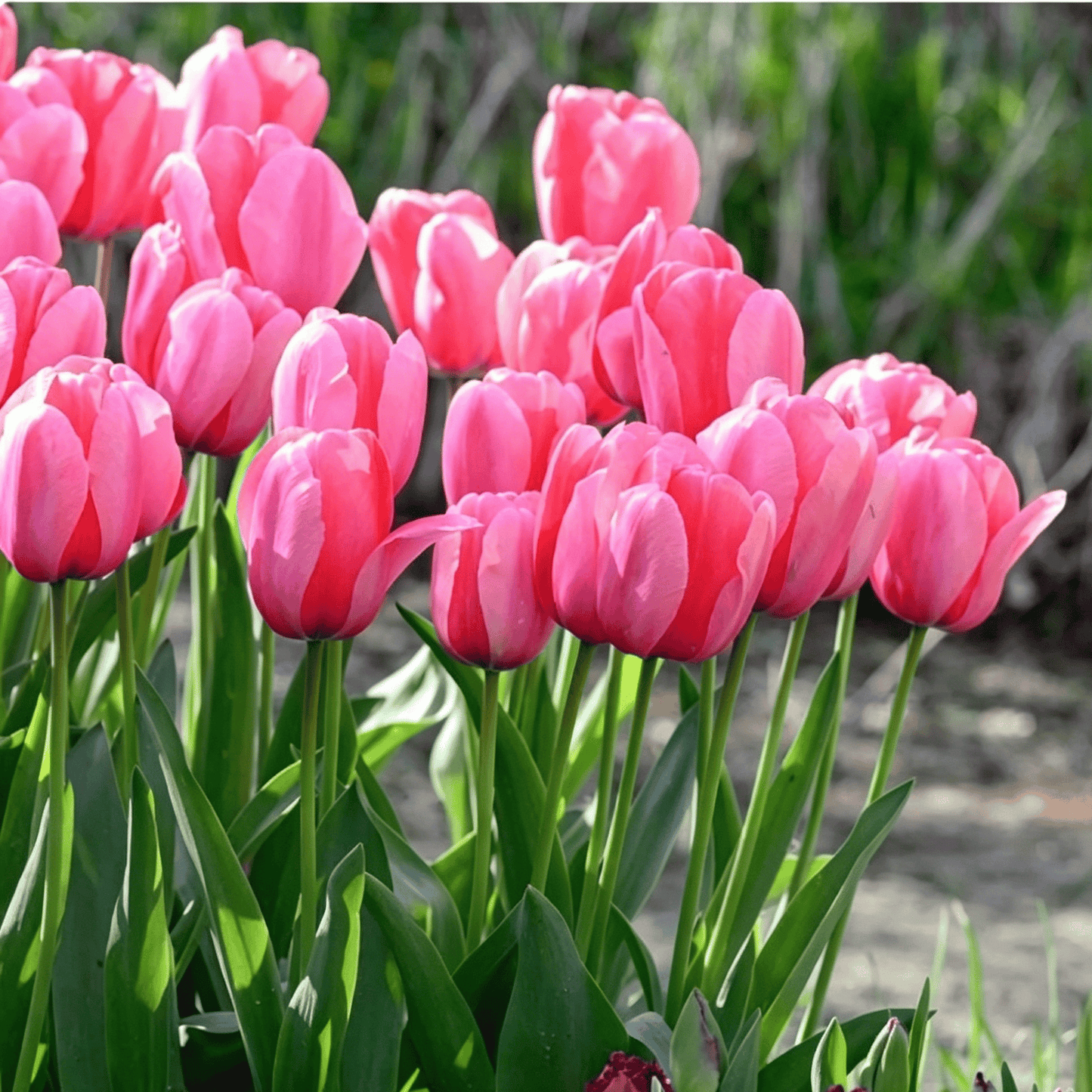 🌷Rijetko sjeme tulipana – šareni proljetni cvjetovi za lonce, obrube i vrtove-HR