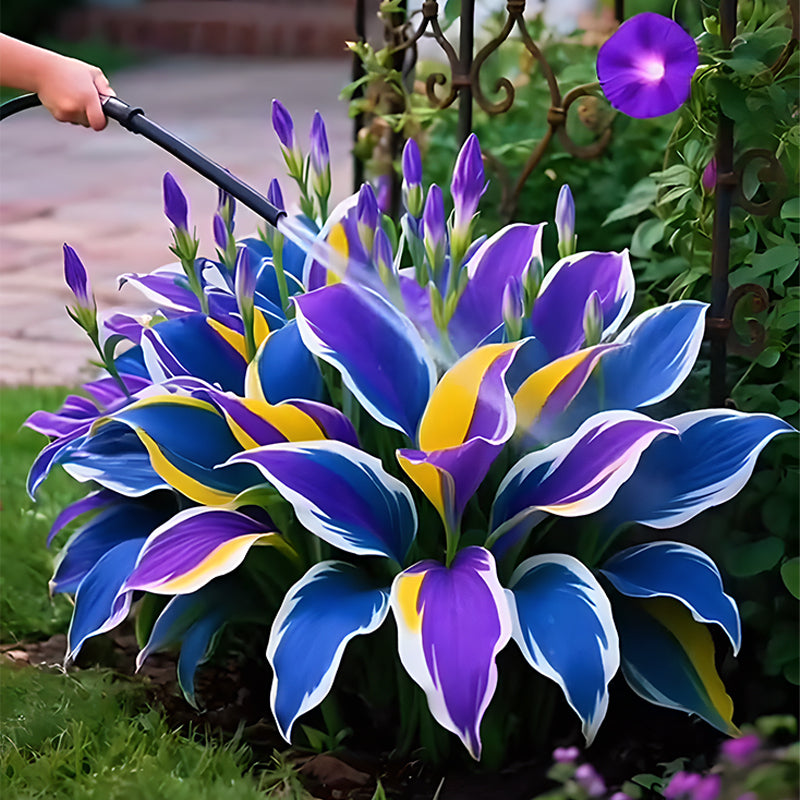 🌞 Hostas coloridas y fáciles de cultivar para una belleza durante todo el año 🪴-ES