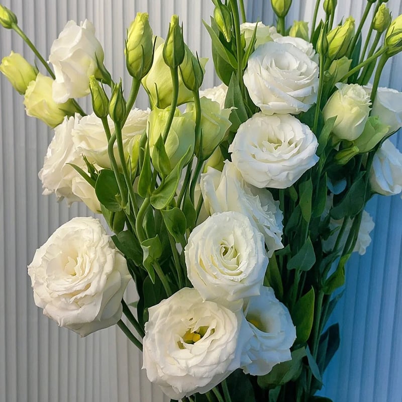🔥Posljednji dan prodaje💝Eustoma Thornless Rose💐Sjemenke Lisianthusa-HR