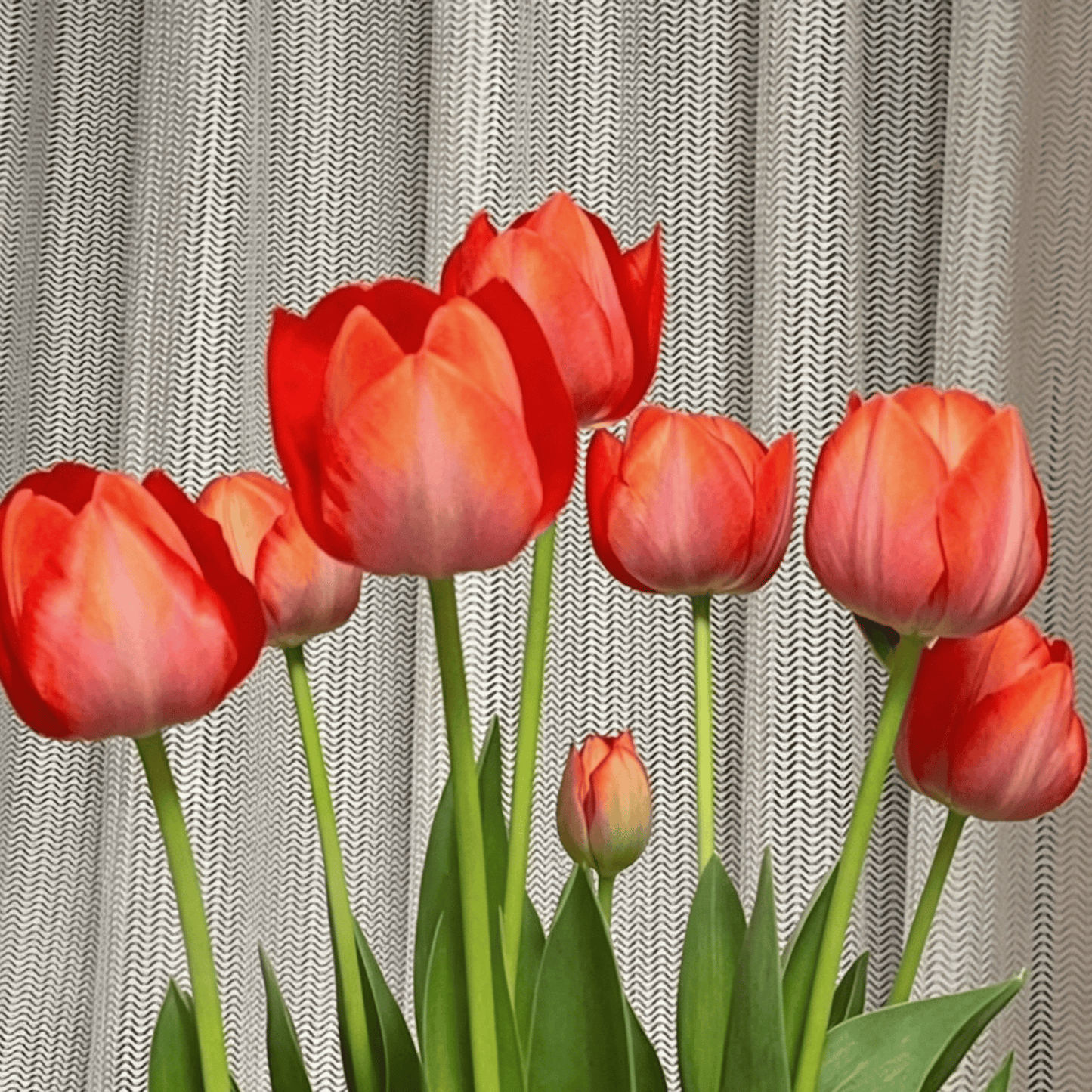 🌷Rijetko sjeme tulipana – šareni proljetni cvjetovi za lonce, obrube i vrtove-HR