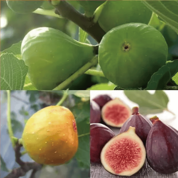 ¡Más de 65.000 VENDIDAS! Semillas de higos: fáciles de cultivar en la terraza y el balcón de casa.-ES