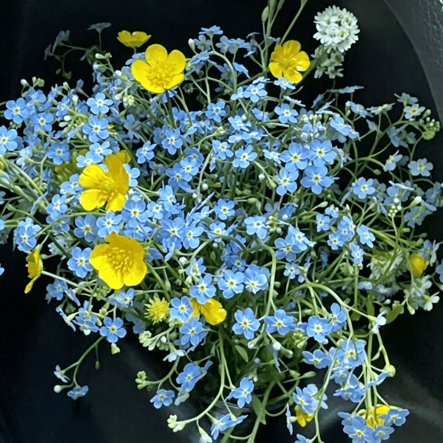 Sjeme zaboravnika Blue Memory – Cvijeće za seoski vrt provjerene kvalitete 🌿💙-HR