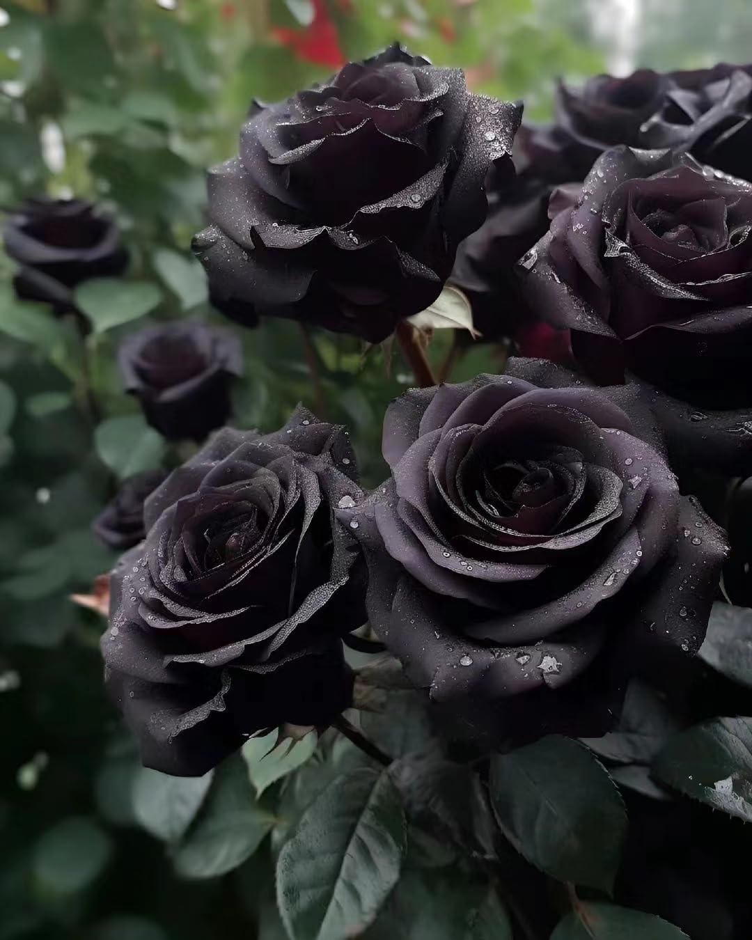Semillas de rosa negra raras para plantar, variedad tradicional, no transgénicas. Más de 200 hermosas semillas de flores para el jardín de casa. Bonsái.-ES