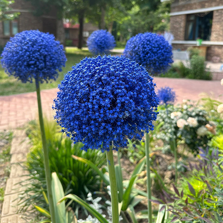 Okrasni cvet čebule (Allium Giganteum)-SI