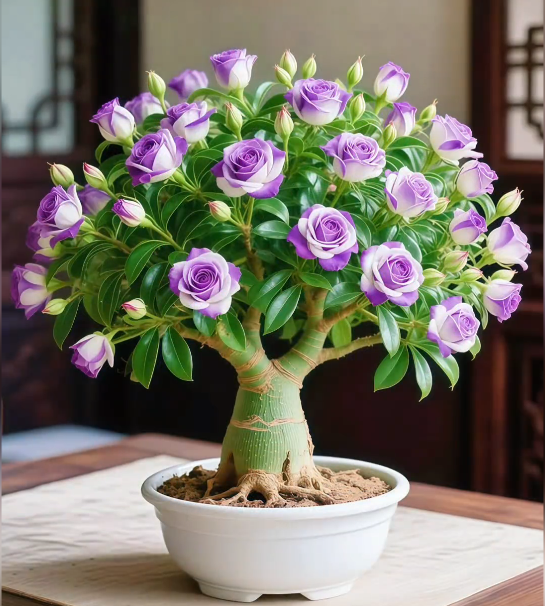 🌵 Semená vzácnej púštnej ruže 🌺 Ľahko sa pestuje-SK