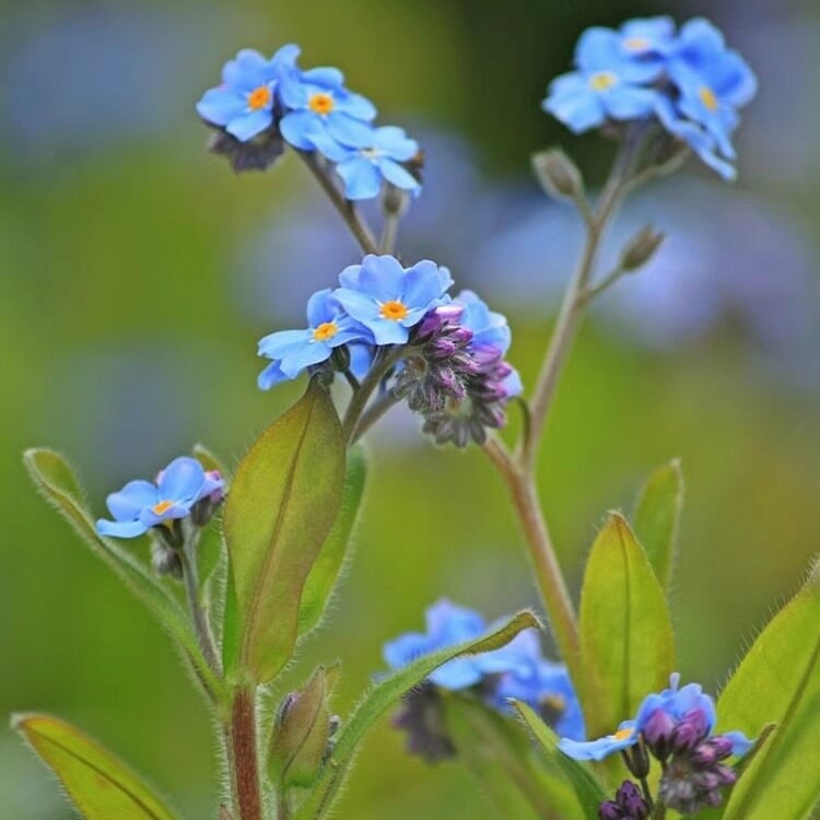 Sjeme zaboravnika Blue Memory – Cvijeće za seoski vrt provjerene kvalitete 🌿💙-HR
