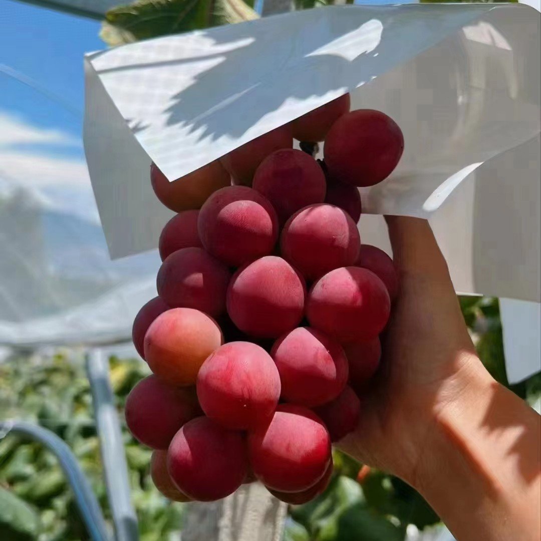 Nueva variedad limitada: semillas de uva Queen Nina para cosechas dulces y jugosas en el jardín 🍇-ES