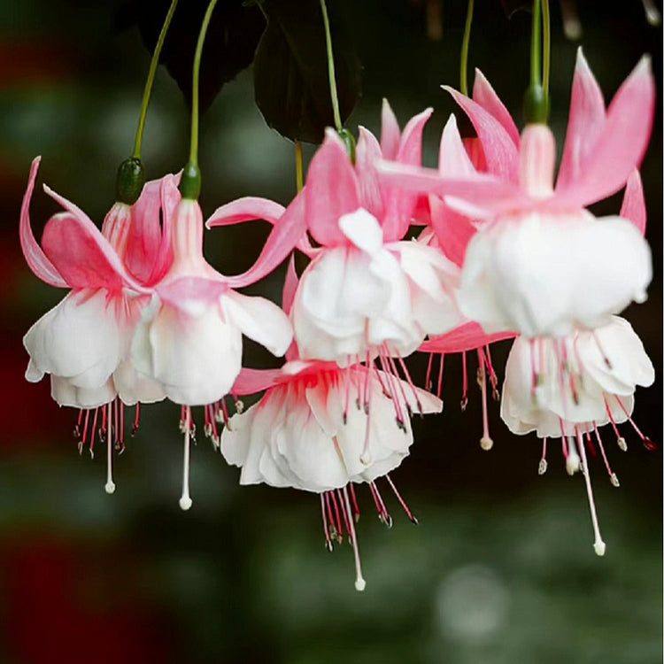 🌺Semillas de fucsia - Flor de linterna-ES