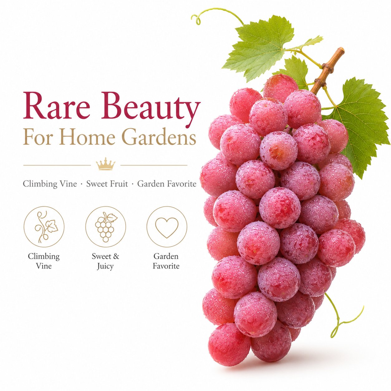 Nueva variedad limitada: semillas de uva Queen Nina para cosechas dulces y jugosas en el jardín 🍇-ES