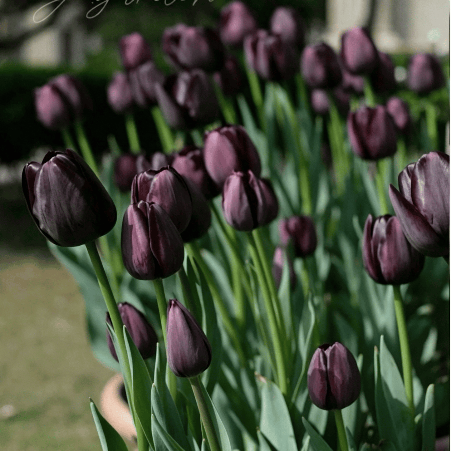 🌷Rijetko sjeme tulipana – šareni proljetni cvjetovi za lonce, obrube i vrtove-HR