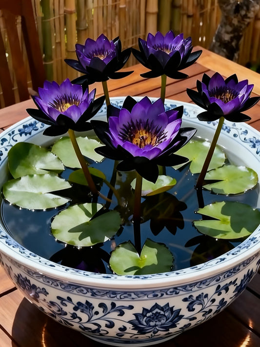 🌌💜 Senčni lotos – redka lepotica na vašem vrtu🌸-SI