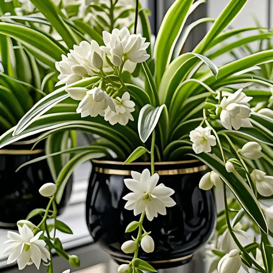 Semena/čebulice rastline pajek Grand Bloom 💐 Naravna viseča mojstrovina barv in gracioznosti-SI